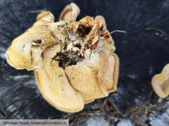 Lentinus strigosus