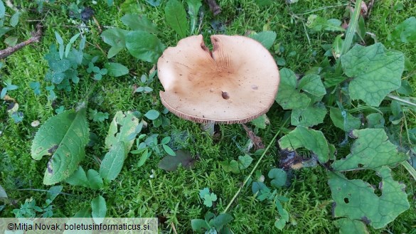 Hebeloma sinapizans
