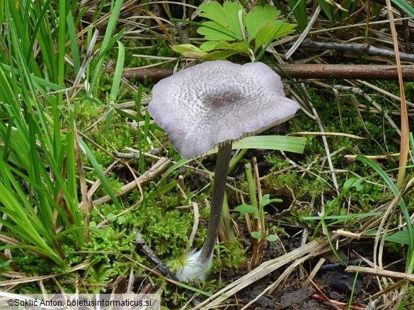 Entoloma mougeotii