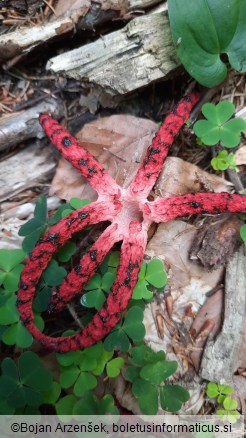 Clathrus archeri