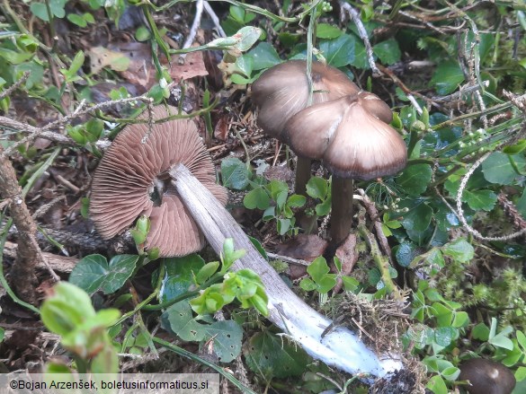 Entoloma hirtipes