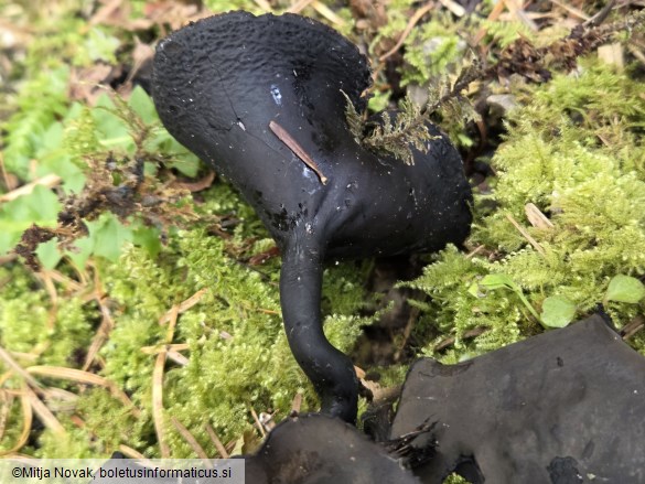 Pseudoplectania melaena