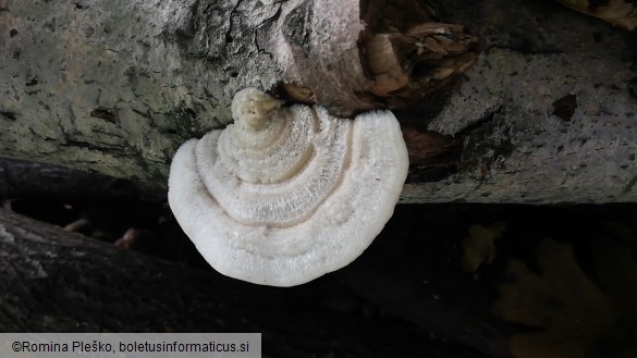 Trametes hirsuta