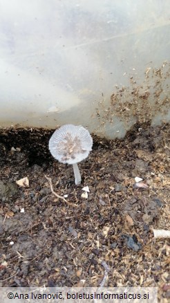 Coprinellus ephemerus