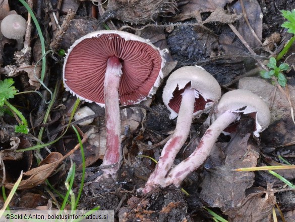 Melanophyllum haematospermum