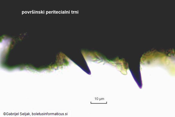 Fracchiaea broomeana