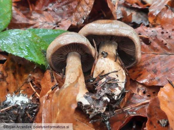 Cortinarius infractus