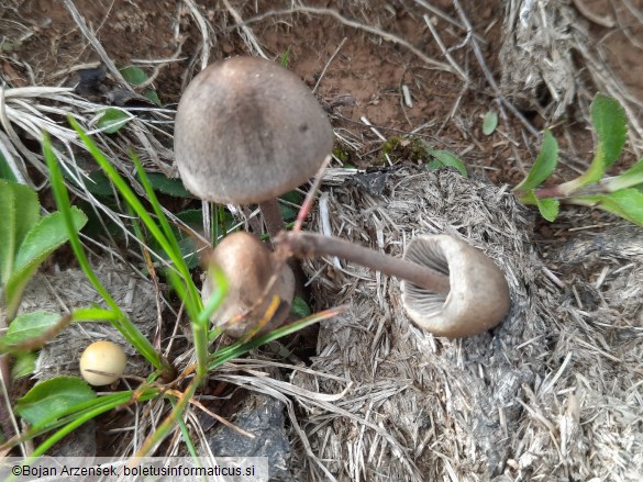 Panaeolus papilionaceus