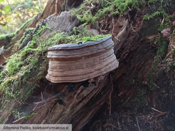 Ganoderma applanatum