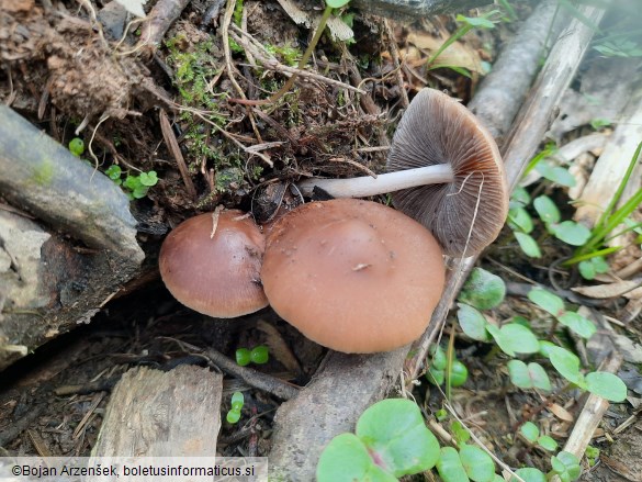 Psathyrella spadiceogrisea