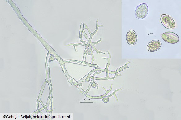 Peronospora alsinearum