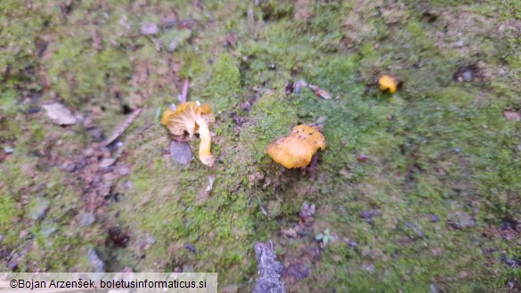 Cantharellus friesii