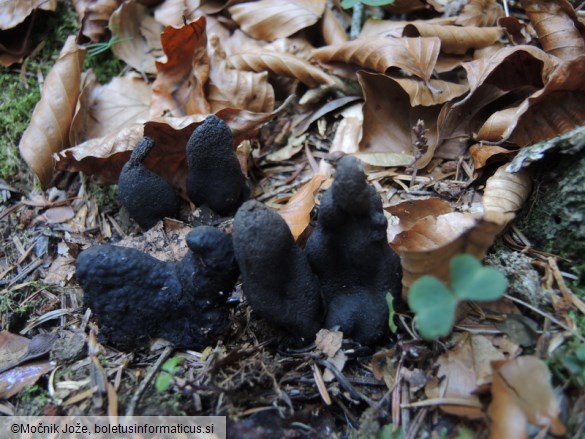 Xylaria polymorpha