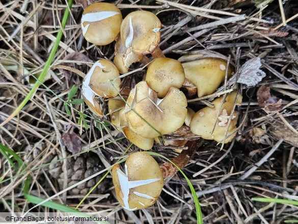 Armillaria mellea