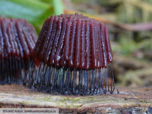 Stemonitis axifera