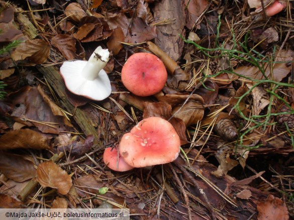 Russula emetica