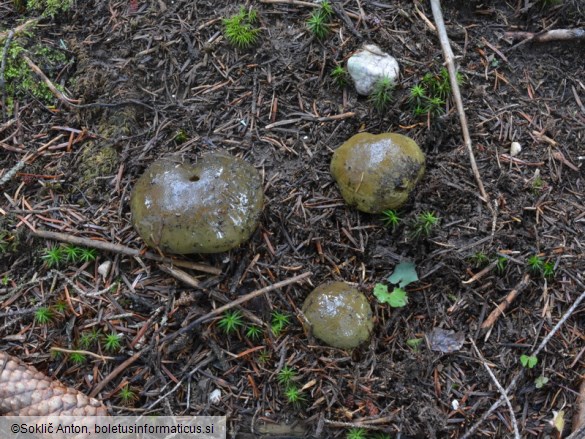 Cortinarius atrovirens