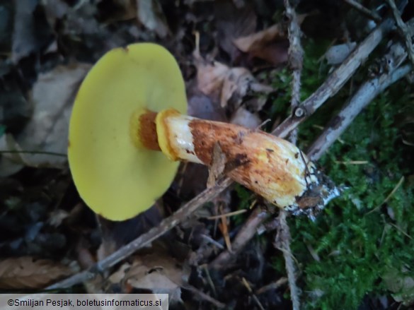 Suillus grevillei