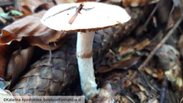 Cortinarius