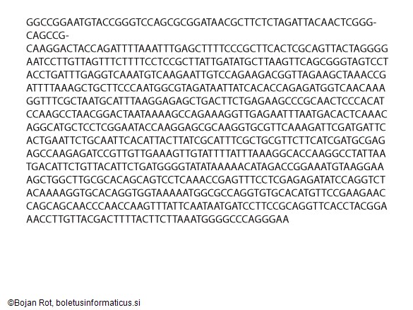 Atractosporocybe inornata