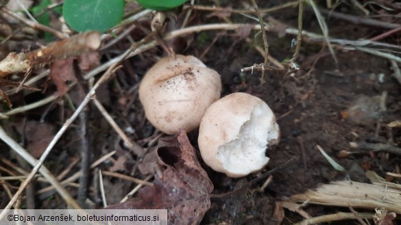 Calocybe gambosa