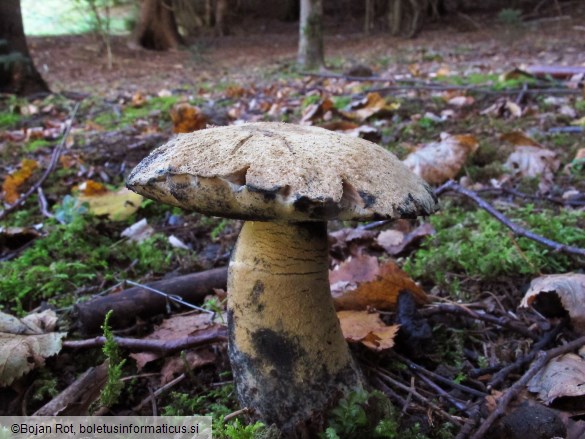 Gyroporus cyanescens