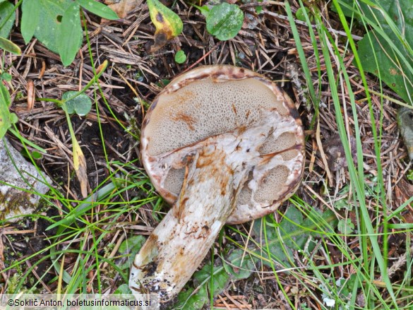 Suillus brunneolus