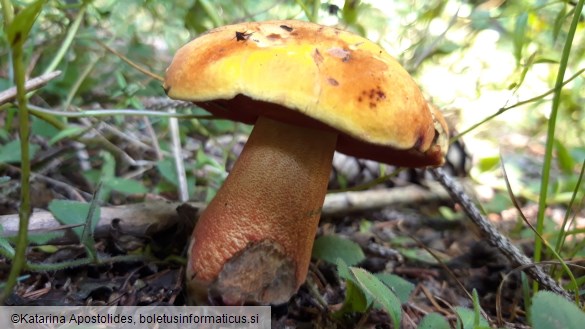 Neoboletus luridiformis