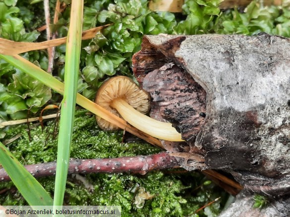 Pluteus romellii