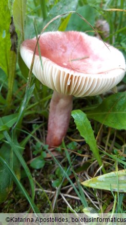 Russula queletii