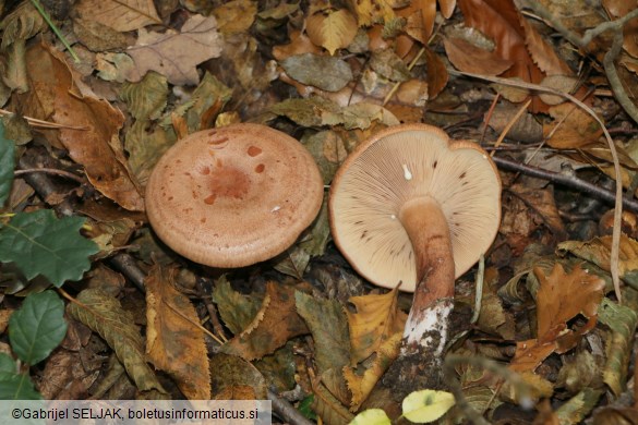 Lactarius quietus