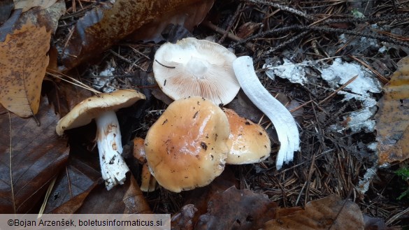 Cortinarius sebaceus