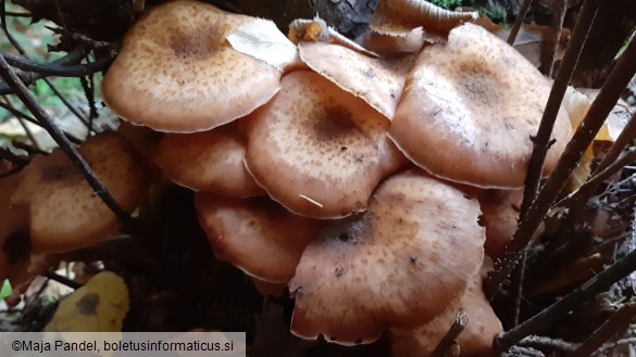 Armillaria mellea