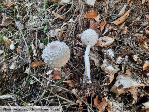 Chlorophyllum olivieri