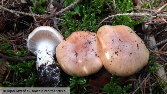 Cortinarius sebaceus