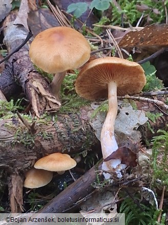 Gymnopilus penetrans