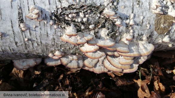 Trichaptum biforme