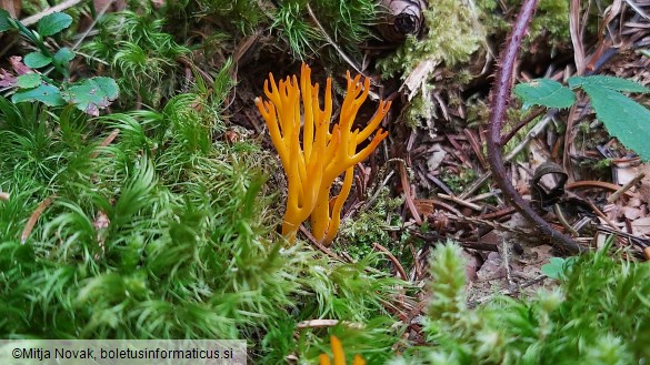 Calocera viscosa