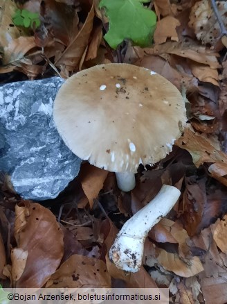 Amanita porphyria