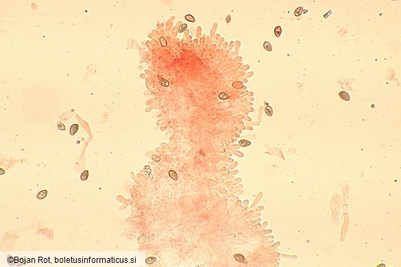 Hebeloma laterinum