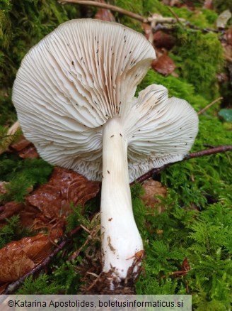 Megacollybia platyphylla