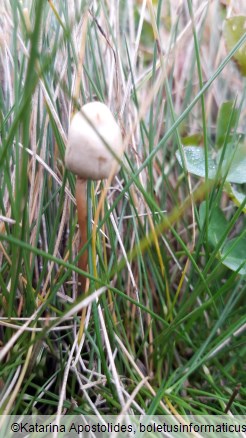 Psilocybe semilanceata