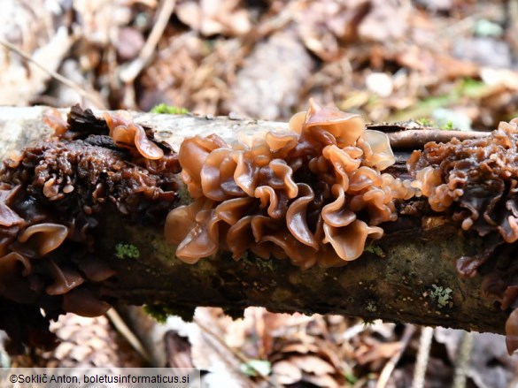 Phaeotremella frondosa