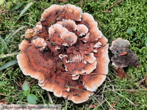 Hydnellum aurantiacum