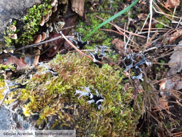 Xylaria hypoxylon