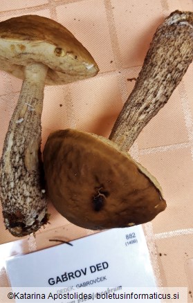 Leccinum pseudoscabrum