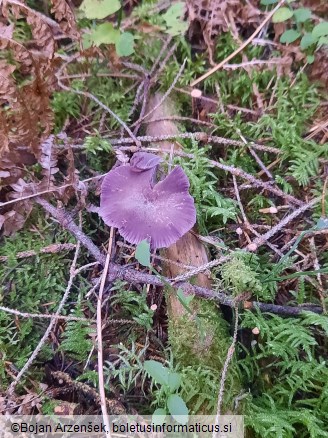 Laccaria amethystina