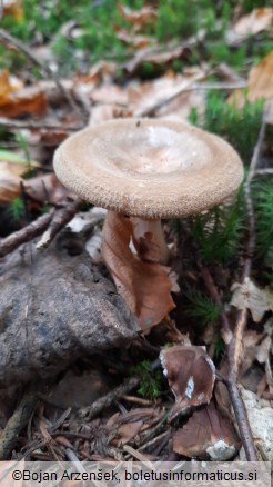 Paxillus involutus