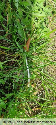 Conocybe deliquescens