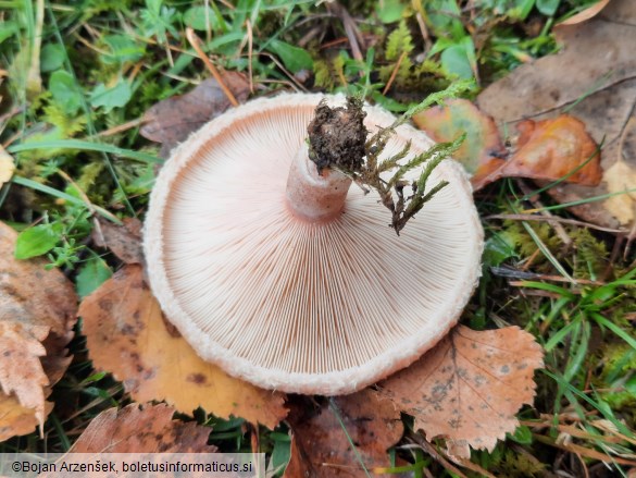 Lactarius pubescens